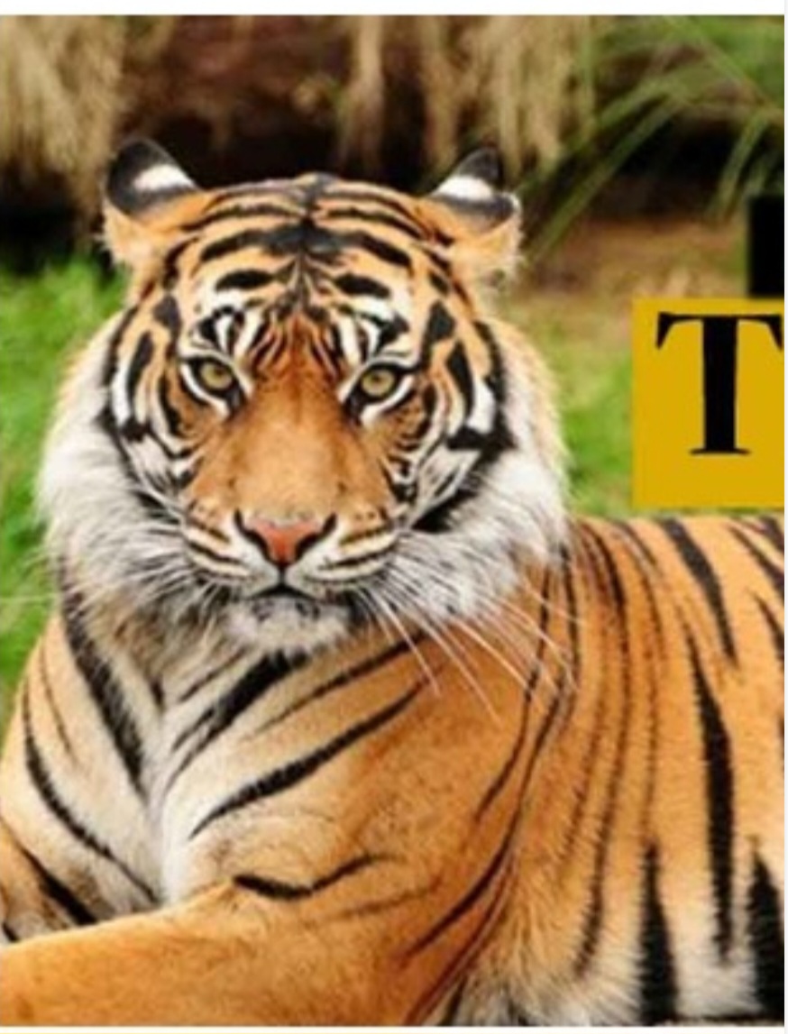 Interesting facts about tigers.बाघों के बारे में रोचक तथ्य। 