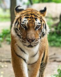 Facts About Tiger : बाघों के बारे में हैरान कर देने वाले तथ्य
